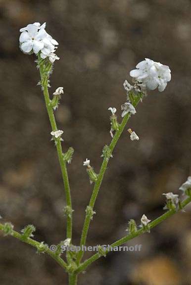 cryptantha flaccida 4 graphic